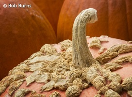 Tom and Pat Cory – February Speakers