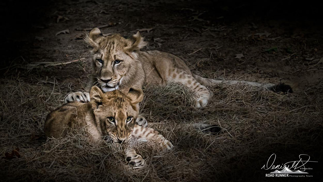 Denise Silva – March Speaker