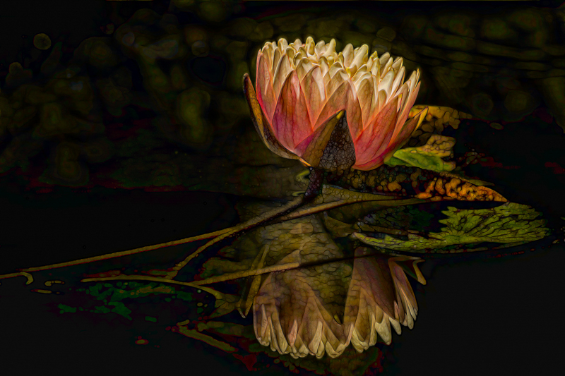 1st Adv Print-Water Lotus-Mickey Rountree.jpg