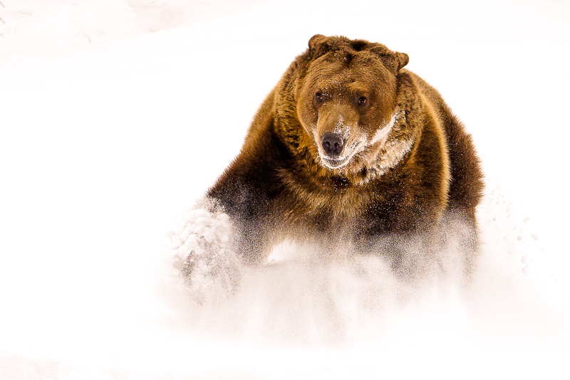 2nd Adv Dig- Charge of the Grizzly-Larry Reneau_.jpg