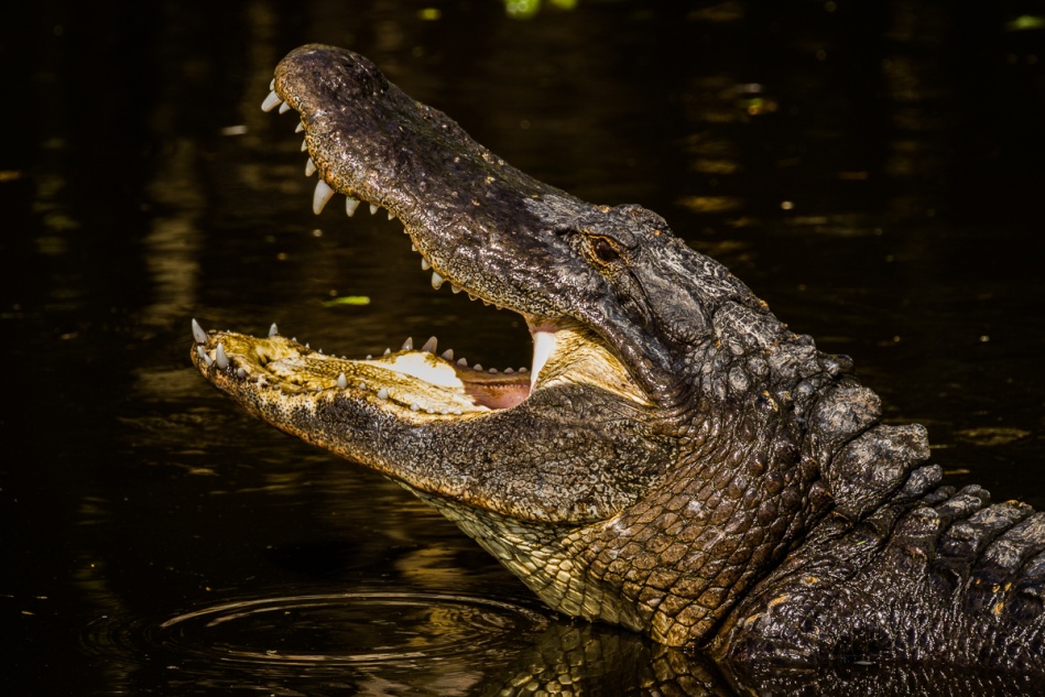 alligator final.jpg