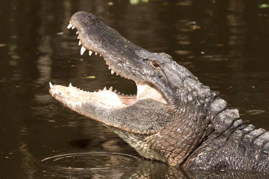 alligator sooc.jpg
