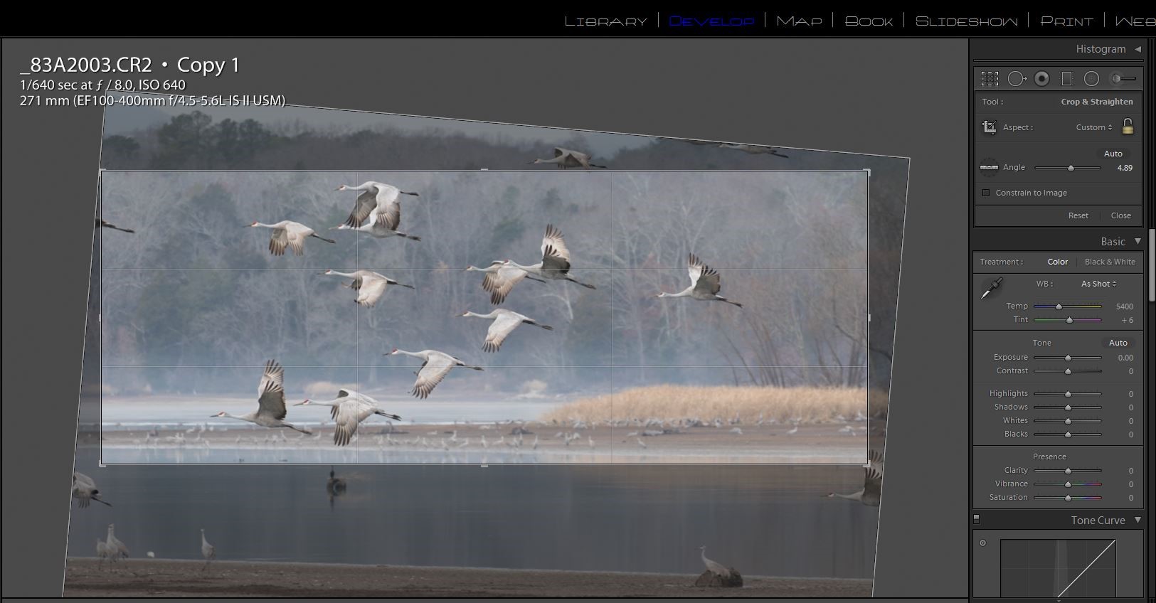 Cranes cropping.JPG