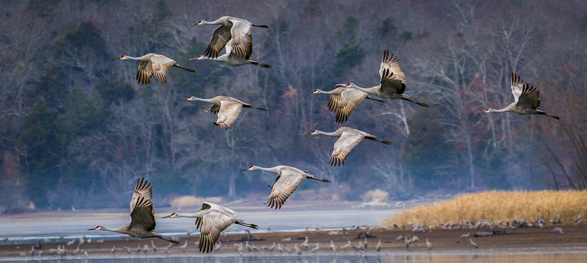 cranes finished.jpg