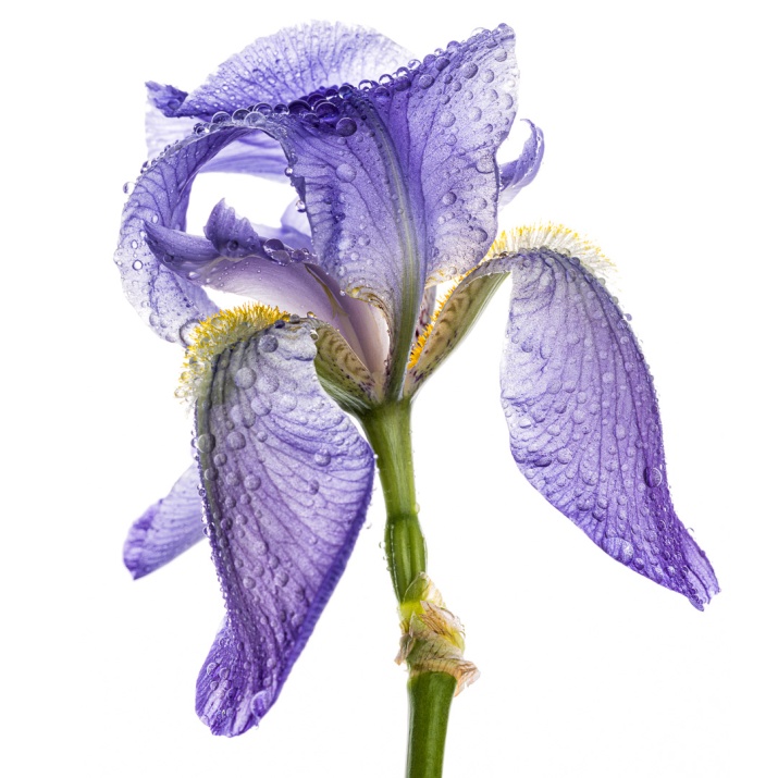 Pale Iris 2-3821-Edit square.jpg