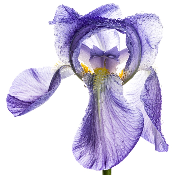 Pale Iris 2-3829-Edit.jpg