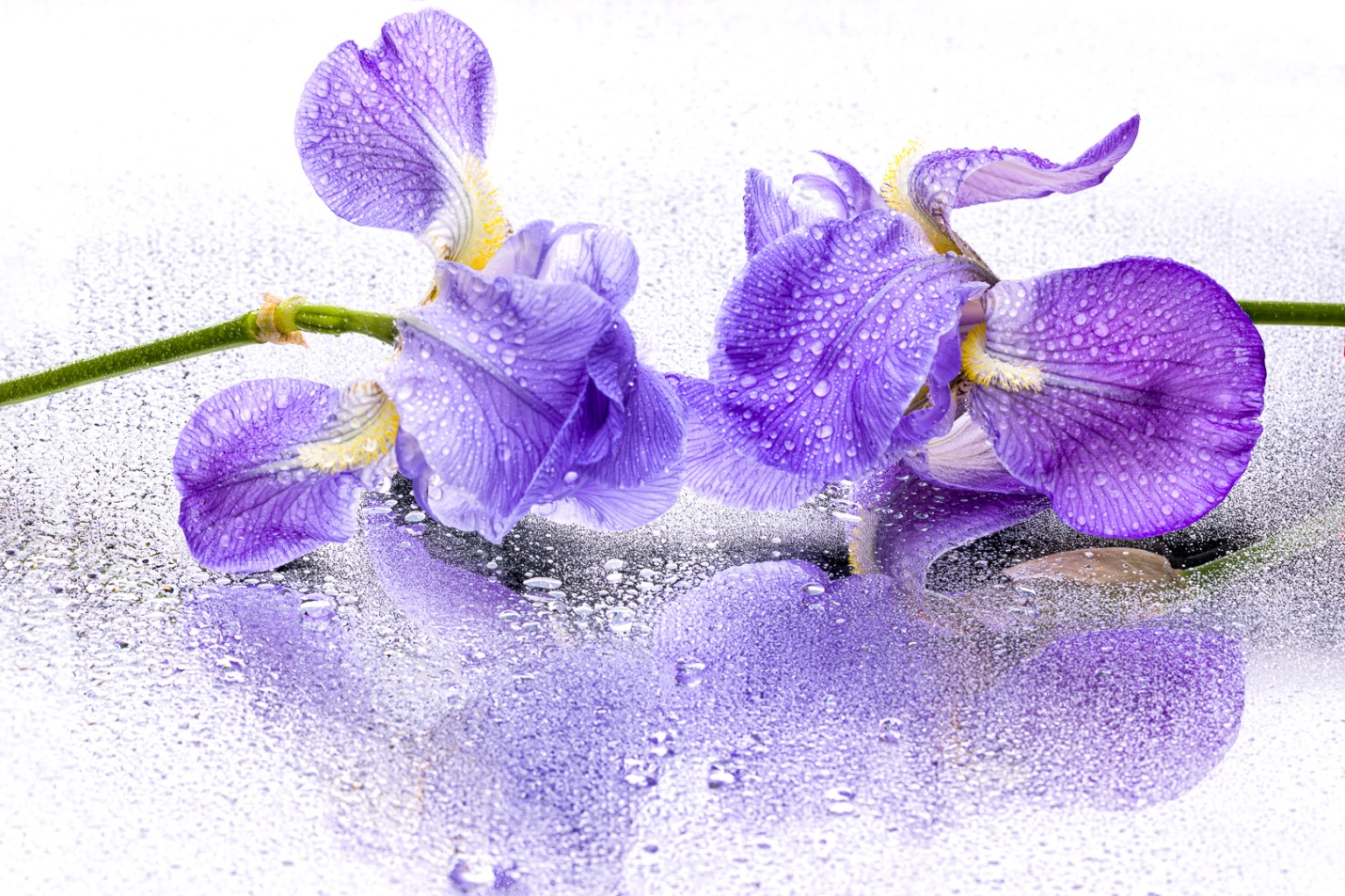 Pale Iris 2-3871-Edit.jpg