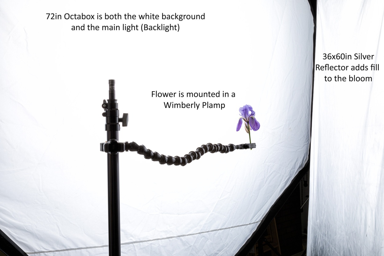 Pale Iris 2 Setup 1-3887.jpg