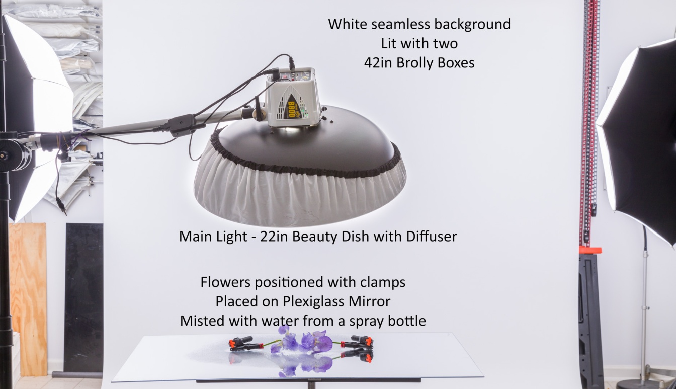Pale Iris 2 Setup 2-3887.jpg